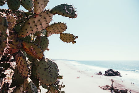 Cactus on the beach on a bright sunny day thumbnail