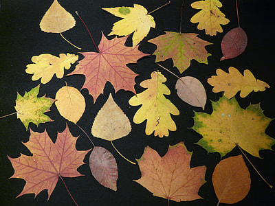brown and green maple leaves decor thumbnail