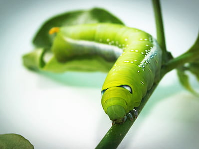 food, nature, pattern, eating thumbnail