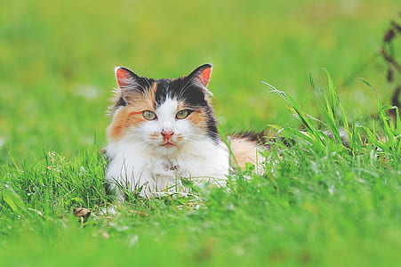 focused photo of a short-hair orange and black cat lying on the grass thumbnail