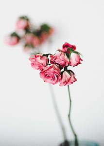 shallow focus photography of pink rose plant thumbnail