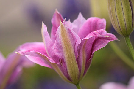 pink lily thumbnail