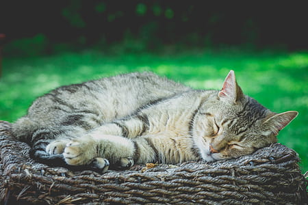 cat sleeping on rope thumbnail
