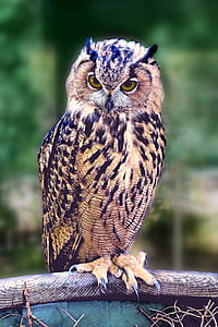 selective focus photography of owl thumbnail