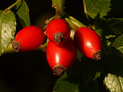 4 Red Oval Fruit thumbnail