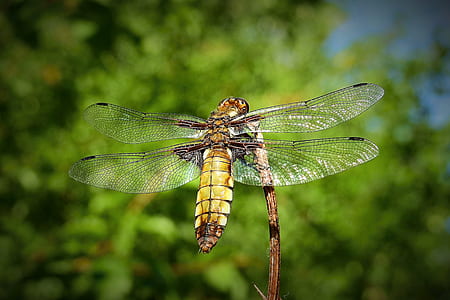 selective focus photography of brown and black dragonfly perched on brown twig thumbnail