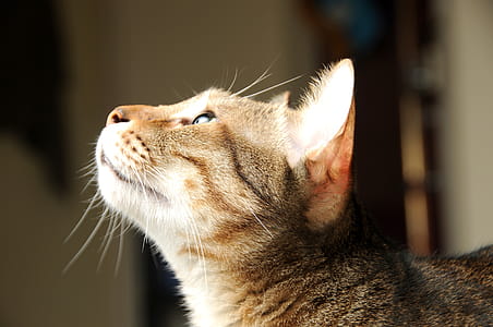 Close Up of Brown Tabby Cat thumbnail