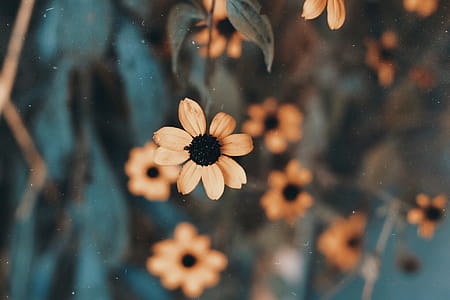 Shallow Focus Photography of Yellow Black-eyed Susan Flower thumbnail