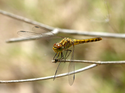Dragonfly, Yellow Dragonfly thumbnail