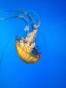 yellow jellyfish thumbnail
