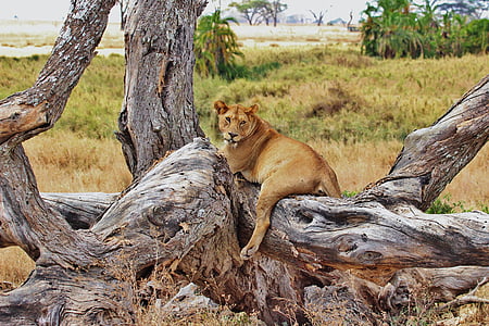 lion, tanzania, safari, serengeti, africa, animal thumbnail