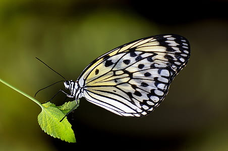 butterfly, paper kite, macro, insect, nature, wings thumbnail