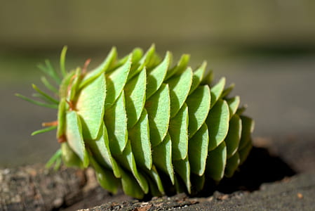 selective focus photography of green pinecone thumbnail