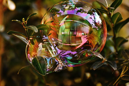 reflective photography of bubble on green leaves reflecting house interior thumbnail