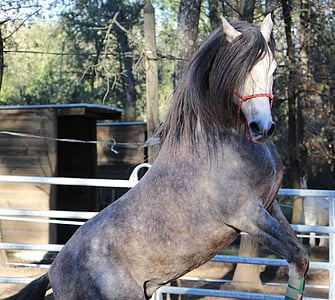 beige horse near fence and trees thumbnail