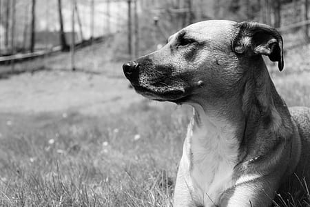 grayscale photo of dog lying on grass thumbnail