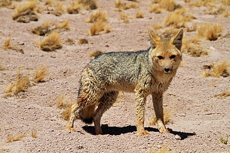 photo of brown fox thumbnail