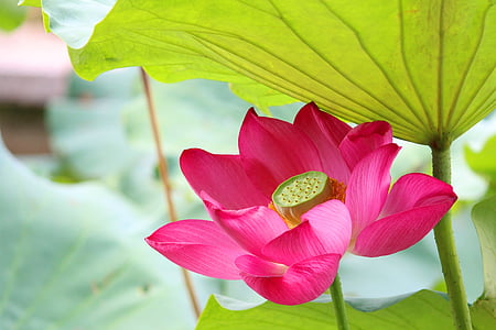 close photography of pink petaled flower thumbnail