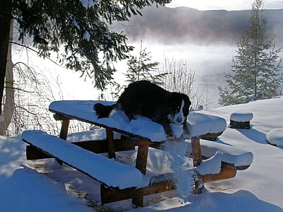 adult Bernese mountain dog lying on wooden picnic table with snows near lake thumbnail