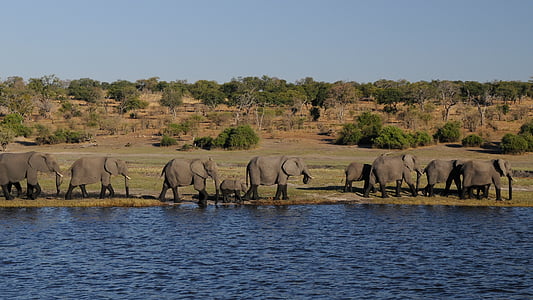 gray elephants near body of water thumbnail