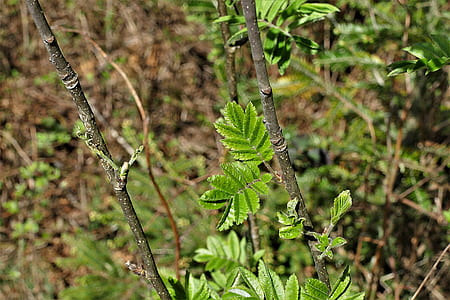 green leafed plant thumbnail