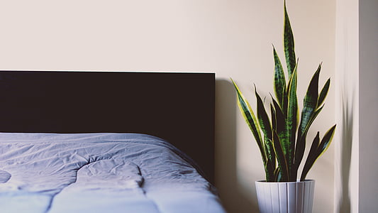 green snake plant beside bed thumbnail