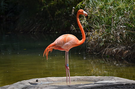 flamingo on body of water thumbnail