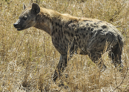 Hyena on fields thumbnail