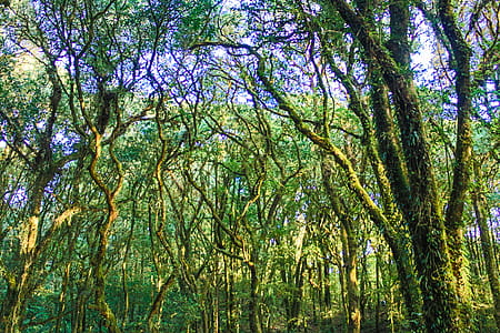 Trees With Moss thumbnail