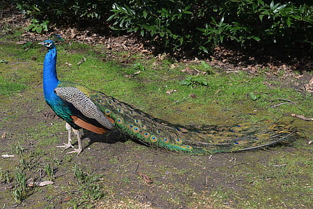 blue and green peacock on ground thumbnail
