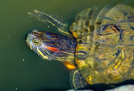 Brown Turtle thumbnail