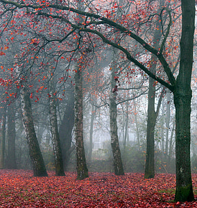 landscape photo of foggy forest and red leaf trees thumbnail