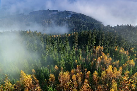 forest covered with fog at daytime thumbnail