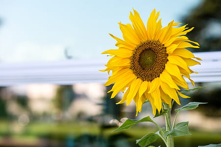 selective photo of sunflower thumbnail