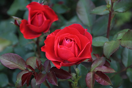 red rose in bokeh photography thumbnail