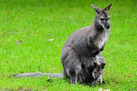 kangaroo on top of another kangaroo thumbnail