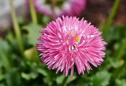 pink petaled flower thumbnail