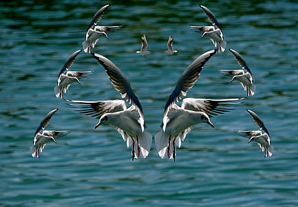 flock of seagulls flying above large body of water thumbnail
