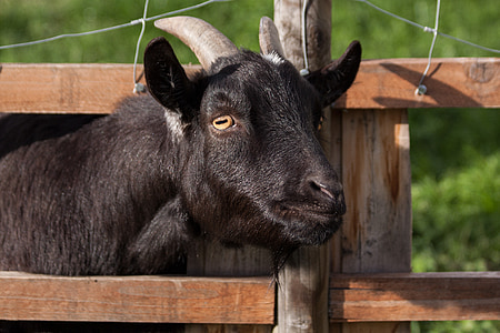 photo of black goat thumbnail