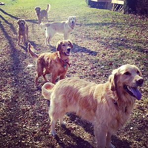 five adult brown golden retrievers on green grass field at daytime thumbnail