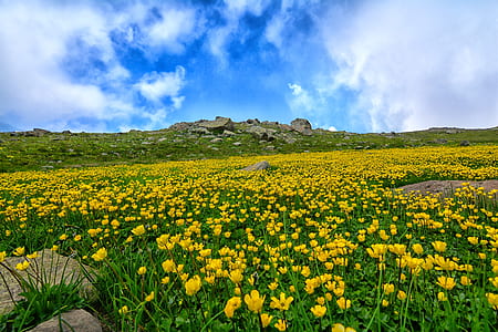 yellow tulip field under blue and white clear sky thumbnail