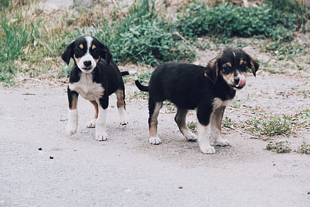two black-and-brown puppies surrounded by plants thumbnail