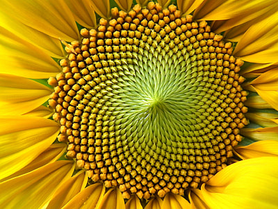close up view of yellow and green sunflower thumbnail