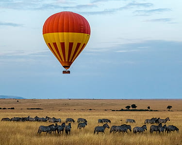 photo of flying hot air balloon over the group of zebras thumbnail