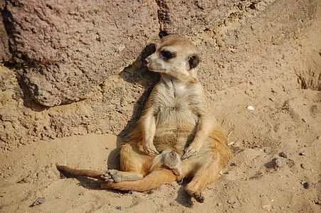 meerkat on ground thumbnail