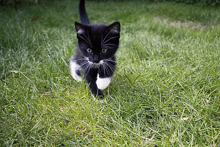 black and white bicolor kitten on green field thumbnail