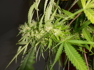 green marijuana plant thumbnail