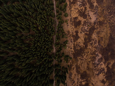 aerial photo of brown and green trees during daytime thumbnail
