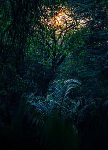 green trees thumbnail