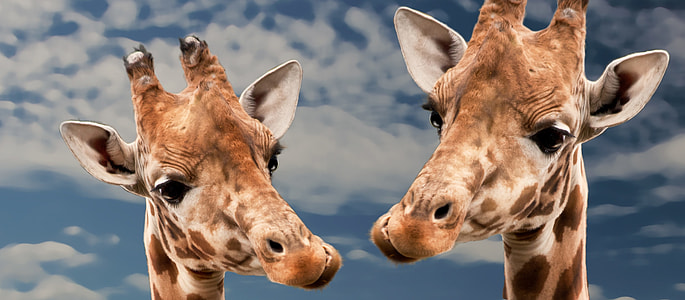 closeup photographs of two giraffe thumbnail